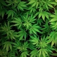 Weed & Drum - Podcast 04 ()